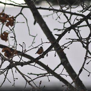 Red-breasted Nuthatch - Alaska (Anchorage)