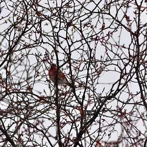 Common Redpoll - Alaska (Anchorage)