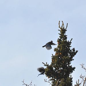 Stellar Jays - Alaska (Rabbit Creek)