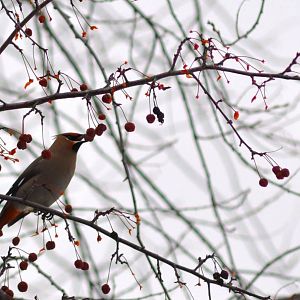 Bohemian Waxwings - Alaska (Anchorage)