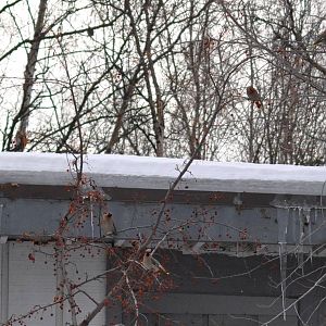 Bohemian Waxwings - Alaska (Anchorage)