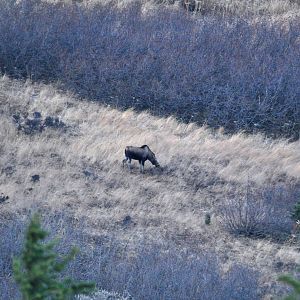 Moose - Alaska (Glen Alps Trailhead)