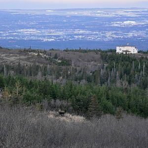 Moose - Alaska (Glen Alps overlooking Anchorage)