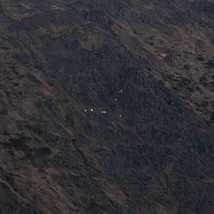 Dall Sheep - Alaska (Wolverine Mountain from Glen Alps TH)
