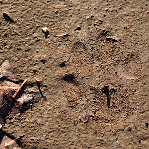 Canada Lynx Track - Alaska (Kincaid Park)
