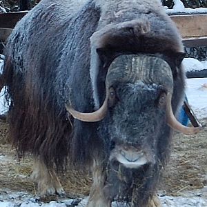 Greenland Musk Ox