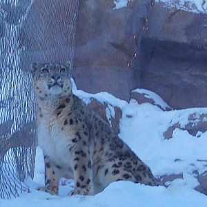 Snow Leopard