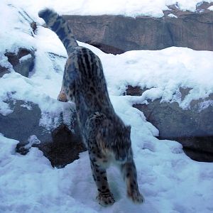 Snow Leopard descending