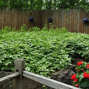 Grave of Annabelle the Asian Elephant, Founder of the Alaska Zoo