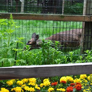 Sitka Black-tailed Deer