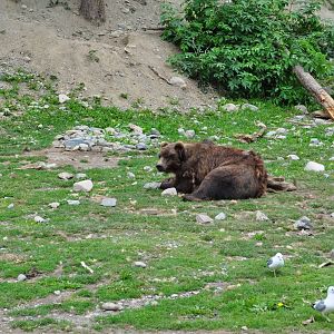 Brown Bear Exhibit (Brown Bear and wild Mew Gulls)