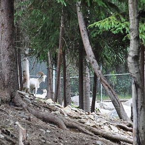 Dall Sheep Exhibit