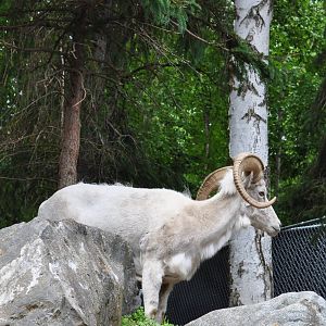 Dall Sheep