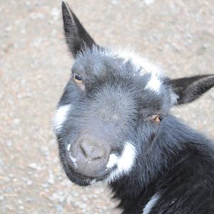 Smug Goat at the Petting Yard