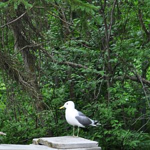 Mew Gull (wild) near the Brown Bear Exhibit