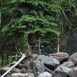 Mountain Goat Exhibit (with wild Common Raven)