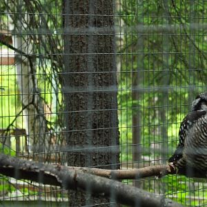 Northern Hawk Owl Exhibit