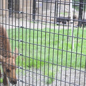 Orphaned Moose and American Black Bears