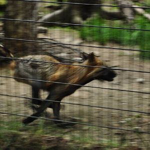 Cross Fox (Red Fox) ablur