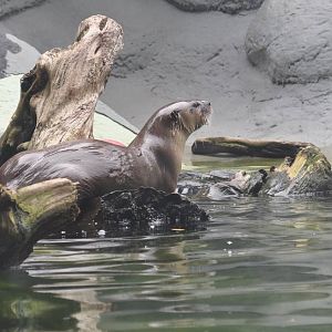River Otter Exhibit