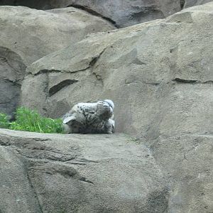 Snow Leopard