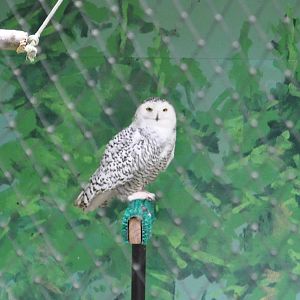 Snowy Owl Exhibit