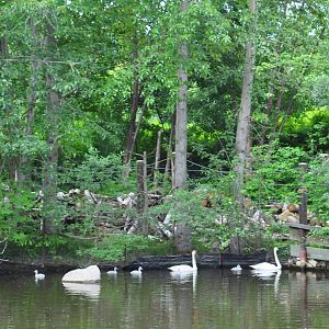 Trumpeter Swan Exhibit