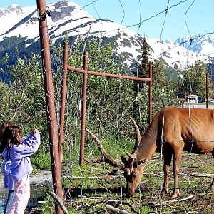 Roosevelt Elk Exhibit and Guests