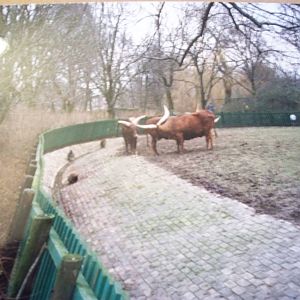 January 1988 Red crowned cranes and ankole cattle