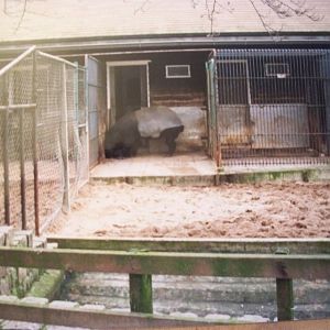 Malayan tapir January 1988