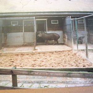 next door to Malayan a Brazilian tapir