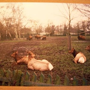 January 1988 Elk and Bison?