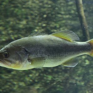 Largemouth Bass (Micropterus salmoides)