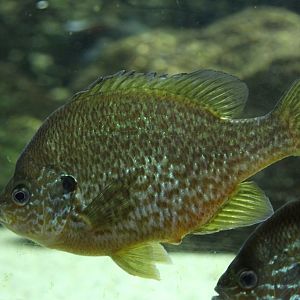 Pumpkinseed (Lepomis gibbosus)