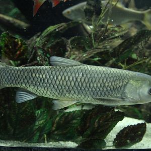 Silver Carp (Hypophthalmichthys molitrix)
