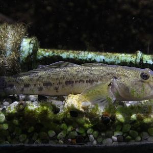 Round Goby (Neogobius melanostomus)