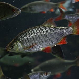 Common Rudd (Scardinius erythrophthalmus)