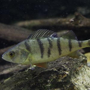 Perch (Perca fluviatilis)