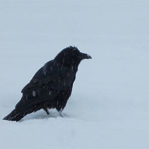 Common Raven - Alaska (Ship Creek)