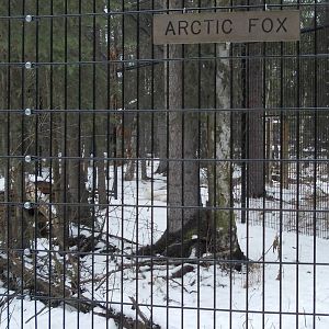 Arctic Fox Exhibit