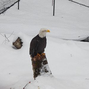 Bald Eagle