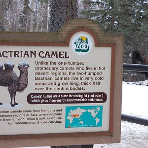 Bactrian Camel Exhibit
