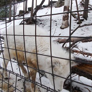 Dall Sheep Lamb