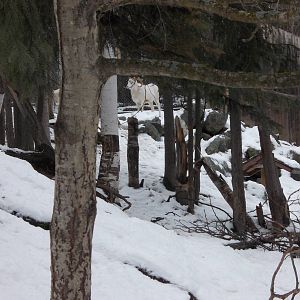 Dall Sheep Exhibit