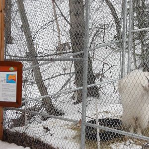 Mountain Goat Exhibit and Sign