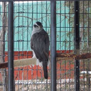 Northern Goshawk Exhibit