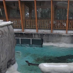 Pacific Harbor Seal Exhibit