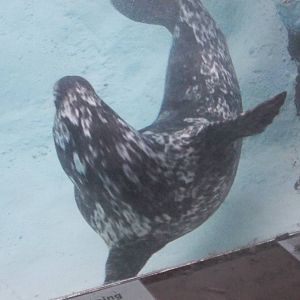 Pacific Harbor Seal Underwater View