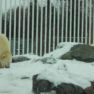 Polar Bear Exhibit