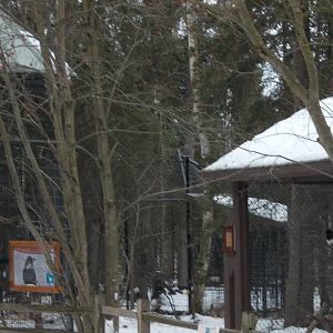 Raven and Magpie Exhibits